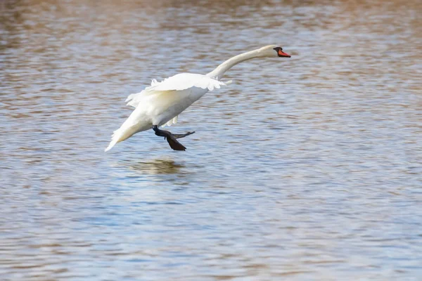 Aterragem de cisne em água — Fotografia de Stock