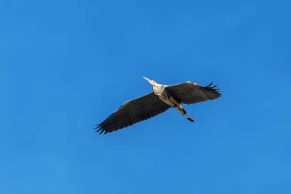 Garça cinzenta em voo (Ardea cinerea) céu azul — Fotografia de Stock