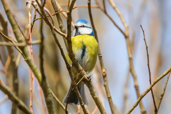 Blaumeise auf Ast, Eurasische Blaumeise, (cyanistes caeruleus) geschnitten — Stockfoto