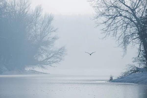 Grijze reiger vliegt over een bevroren meer, Winter bevroren meer. — Stockfoto