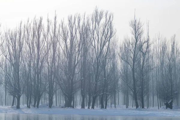 Bevroren meer in het bos. wintermeer onder sneeuw — Stockfoto