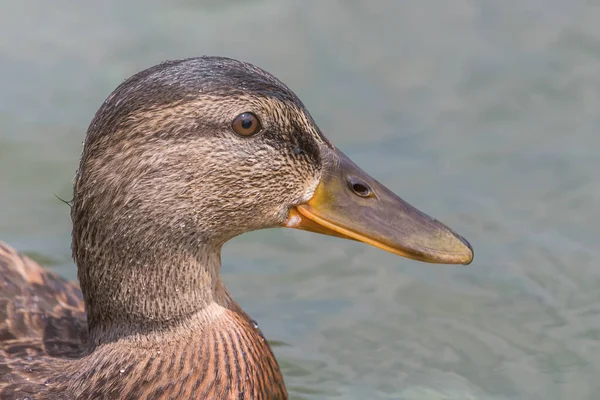 Pato Mallard hembra de cerca. — Foto de Stock