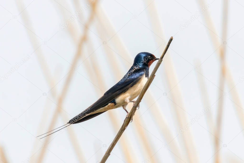 Barn Swallow on a Reed (Hirundo rustica)