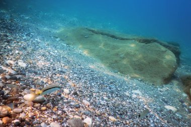 Sualtı Sahnesi Güneş Işığı, Su altı Hayatı.