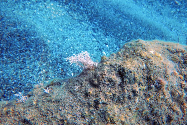 Sea Life Underwater View Sunlight, Underwater Life. — Stock Photo, Image