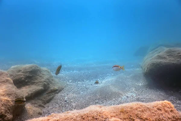 Under the Sea, Underwater Scene Sunlight, Fish Underwater Life.