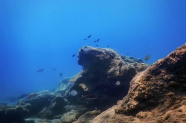 Deniz Yaşamı Su Altında Kayalar Güneş Işığı Altında Yaşam
