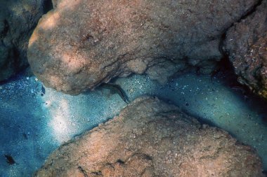 Deniz Yaşamı Su Altında Kayalar Güneş Işığı Altında Yaşam