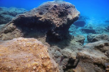 Denizin Altında, Sualtında Yaşam, Suyun Altında Balık Güneş Işığı
