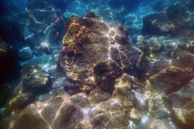 Denizin Altında, Sualtı Sahnesi Güneş Işığı, Su Altında Balık Yaşamı.