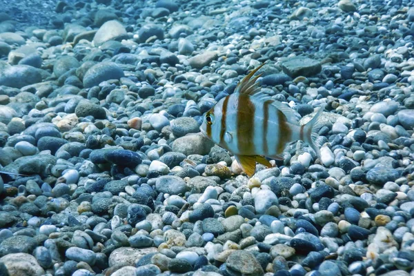 Θαλασσινή τσιπούρα υποβρύχια (pagrus Auriga) κάτω από το Sea Beau — Φωτογραφία Αρχείου