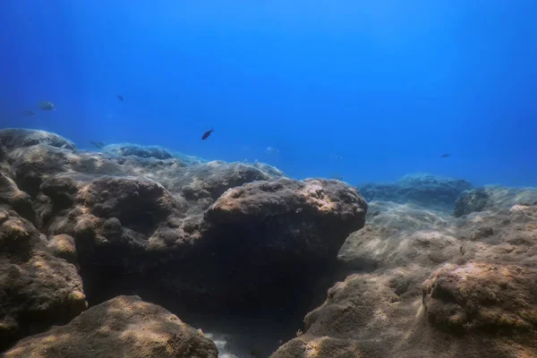 Under the Sea, Underwater Life, Fish Underwater Scene Sunlight