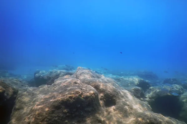 Tengeri élet Víz alatti sziklák Napfény, víz alatti élet — Stock Fotó