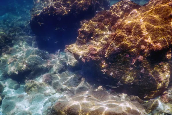 海の生命水中岩日光水中生活 — ストック写真