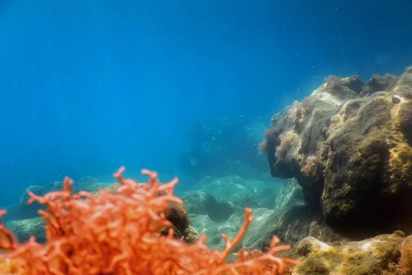 Sea Life Underwater Rocks Sunlight, Underwater Life — Stock Photo, Image