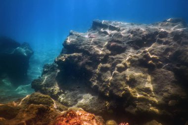 Deniz Yaşamı Su Altında Kayalar Güneş Işığı Altında Yaşam