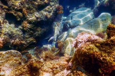 Deniz Yaşamı Su Altında Kayalar Güneş Işığı Altında Yaşam