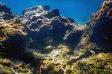 Deniz Yaşamı Su Altında Kayalar Güneş Işığı Altında Yaşam