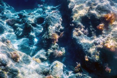 Denizin Altında, Sualtı Sahnesi Güneş Işığı, Su Altında Balık Yaşamı.