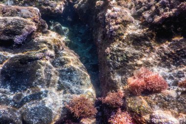 Deniz Yaşamı Su Altında Kayalar Güneş Işığı Altında Yaşam