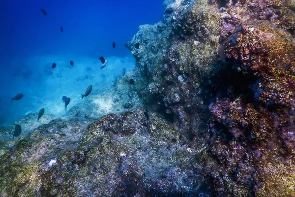Pod morzem, podwodne światło słoneczne, ryby podwodne życie. — Zdjęcie stockowe