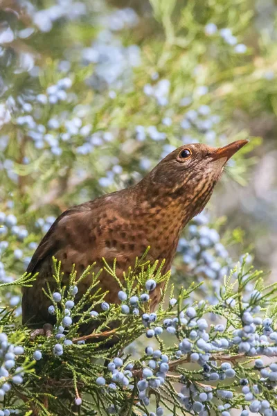 Common Blackbird (Turdus merula) Eurasian Blackbird Female sits