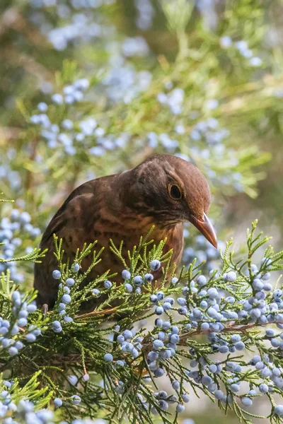 Common Blackbird (Turdus merula) Eurasian Blackbird Female sits