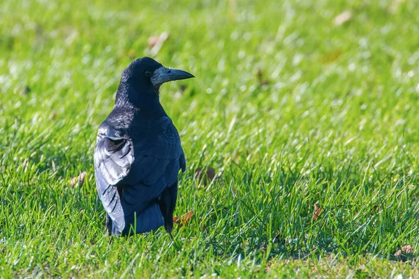 Rook sur le terrain (Corvus frugilegus) Rook Bird — Photo