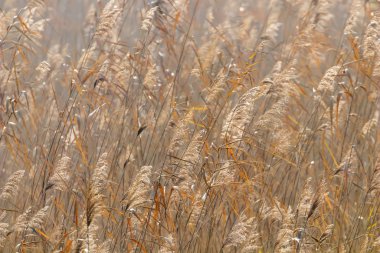 Genel Reed, Kuru Sazlıklar (Phragmites australis) Reed Arkaplanı 
