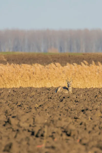 Divoký jelen v poli, Capreolus Capreolus — Stock fotografie