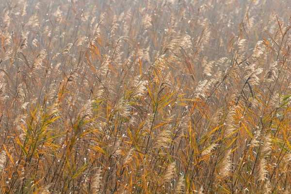 Vanlige Reed, tørre gress (Phragmites australis) Reed Bakgrunn – stockfoto