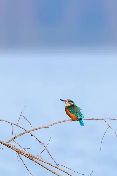 Kingfisher (Alcedo at this) Bir B üzerinde oturan Kingfisher Bird — Stok fotoğraf