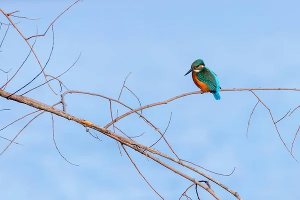 Κοινό Kingfisher (Alcedo σε αυτό) Kingfisher πουλί κάθεται σε ένα Β — Φωτογραφία Αρχείου