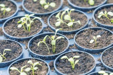 Genç Rucola bitkiler, genç roketleri, Rucola lahanası, Bahar Seedl