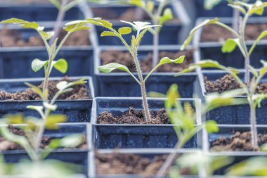 Domates lahanası sera, domates, saksı domates Seedli Filiz