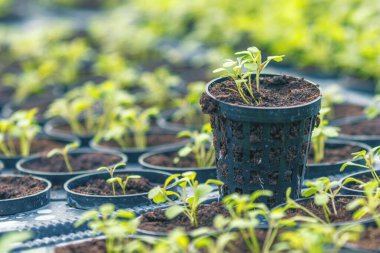 Rucola Hydroponic çiftlik. Genç Rucola bitkiler, genç roketleri, Ruco