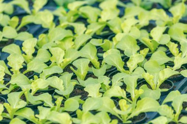 Marul filizlenir. Yeşil genç marul bitkiler. Marul fidesi. 