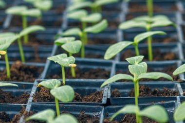 Salatalık sera, saksı salatalık filizlenir. Filiz salatalık.