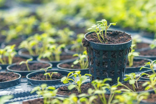 Rucola hydroponic farm. junge Rucolapflanzen, junge Raketen, Ruco — Stockfoto