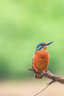 Ortak Kingfisher (Alcedo atthis) Avrasya Kingfisher Kuş sitti