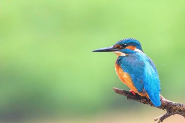 Ortak Kingfisher (Alcedo atthis) Avrasya Kingfisher Kuş sitti