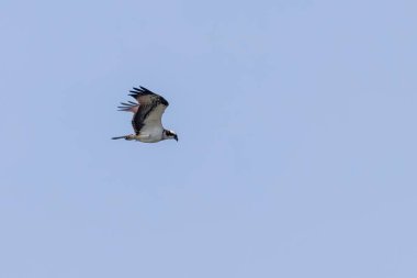 Uçan Osprey (Pandion haliaetus)