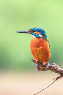 Işık Yağmuru 'nda Ortak Kingfisher (Alcedo atthis) Avrasya Kingfis