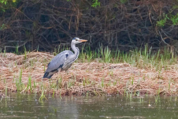 Av Gri Balıkçıl (Ardea cinerea) Gri Balıkçıl Sınırı — Stok fotoğraf