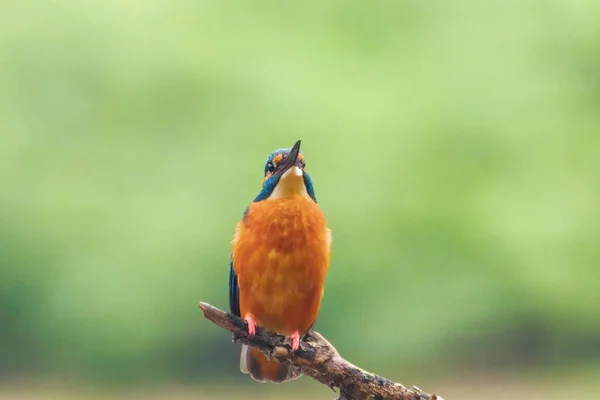 Обыкновенный Кингфишер (Alcedo atthis) Eurasian Kingfisher Bird sitti — стоковое фото