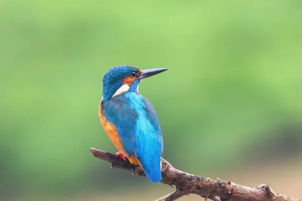 Common Kingfisher (Alcedo atthis) Eurasian Kingfisher Bird sitti — Stock Photo, Image