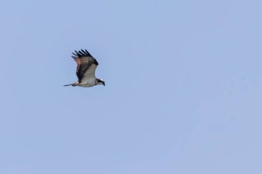 Uçan Osprey (Pandion haliaetus)
