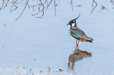 Lapwing, Sığ Suda Kuzey Lapwing (Vanellus vanellus)