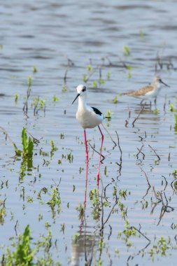 Sığ Suda Siyah Kanatlı Stilt (Himantopus himantopus) Wade