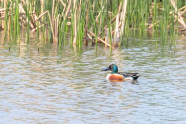 Kuzey Shoveler Erkek Su (Spatula clypeata)